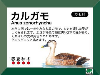 生きものラベル：野鳥の例