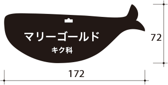 ❼くじら形