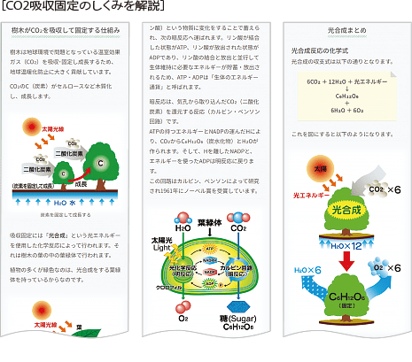 [CO2吸収固定のしくみを解説]