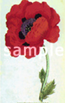 Papaver commutatum