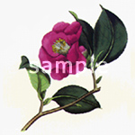 Camellia reticulata