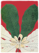 SIEBOLD'S FLORILEGIUM OF JAPANESE PLANTS 1994
