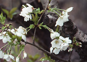 淡墨桜