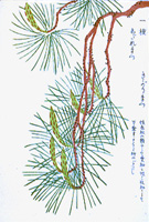 枝垂れ赤松（アカマツの園芸品種）