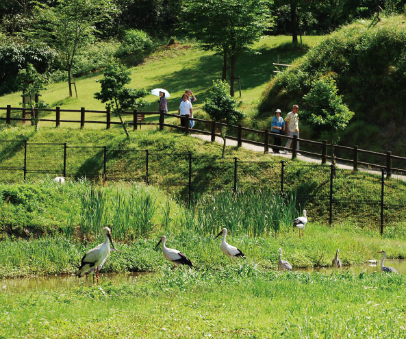 兵庫県立コウノトリの郷公園