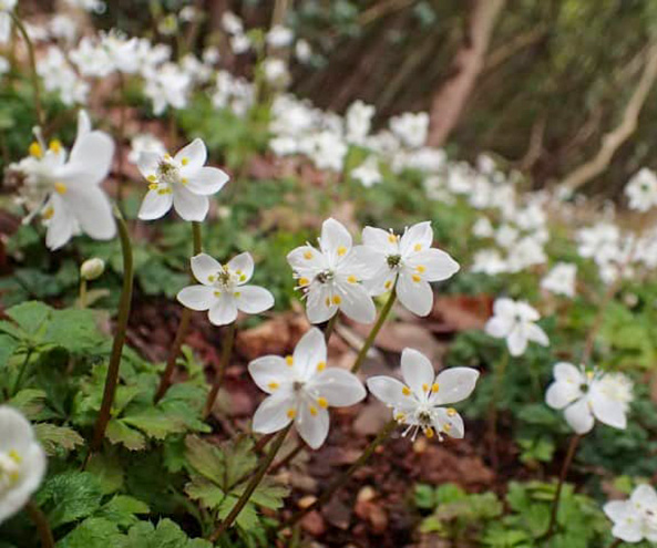 県立 牧野植物園