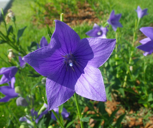 宇治市植物公園