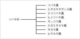 図-1 ツバキ科と属