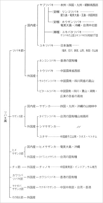 図-2 ツバキ属の分類（国内・外国）