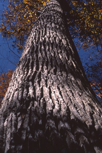 アパラチア山麓の原生林"ジョイス・キルマーの森"にそびえる最大樹高のユリノキ(1982年10月)