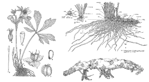 植物（植物学的描画） 梅林 正芳先生