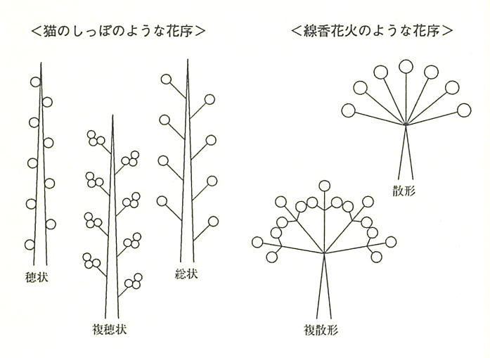 Aboc アボック社 第一章 花の不思議