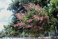 7月に開花したオオバナサルスベリの並木