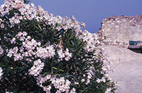 ギリシャ、ポロス島のNerium oleander