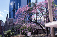 花満開のジャカランダ（紫雲木）の大木