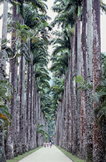 名物のRoyal Palmsの並木
