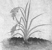 稲の図3