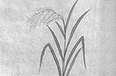 稲の図8