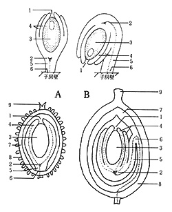 ［図3.］ 直生胚珠（A）と倒生胚珠（B）。 上段は教科書に出ているもの。Hickey & King：100 families of flowering plants. ed.2（1988）より一部書き変え。 1：珠孔、2：合点、3：珠心、4：珠皮、5：珠柄、6：臍、7：内果皮、8：外果皮（ヤマモモでは果皮の突起物）、9：柱頭。 下段はこれをヤマモモ（A）とモモ（B）にあてはめた模式図。 上段の図がそっくり取り込んである。 点線は維管束。 珠皮の数はヤマモモでは1枚だが、バラ科では1・2枚とされ、モモではどちらかわからないので2枚として描いた。 またヤマモモでは珠柄はほとんど無い。