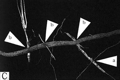 ［Fig. 1. C.］ 3ヶ所でチガヤに貫通されたヤブガラシの地下茎 (b). チガヤは更にドクダミも貫通している(a). Rhizome of Cayratia japonica pierced by those of Imperata cylindrica rhizomes at three points (b). Imperata also pieces Houttuynia cordata (a).