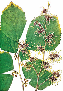 Hamamelis flavo -purpurascens Makino （ニシキマンサク） 画／牧野富太郎