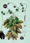 Dischidia rafflesiana
