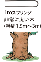 1mスプリング…非常に太い木（幹周1.5～3m