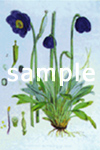 Meconopsis simplicifolia