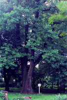 小石川植物園のユリノキ