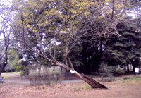 小石川植物園植栽の古木