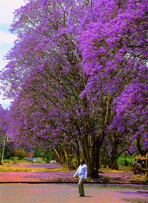 Manual of Tropical Flowering Trees and Shrubs for Gardeners